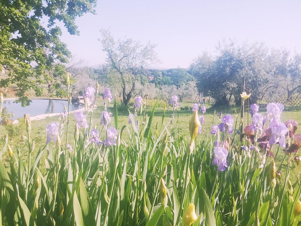Agriturismo Il Poderino 비보나 외부 사진